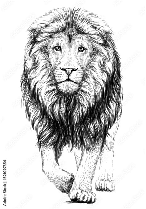 Lion Sketchy Graphical Black And White Portrait Of A Lion Walking