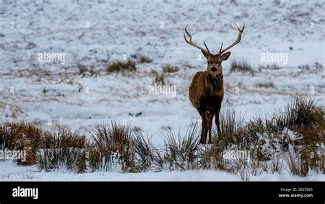 Highland Stag Hi Res Stock Photography And Images Alamy