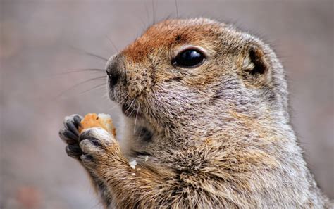 What Do Ground Squirrels Eat Diet And Lifestyle