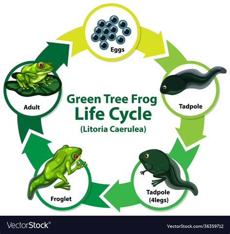 Diagram Showing Life Cycle Of Frog Vector Free Downlo