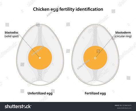 Chicken Egg Fertility Identification Fertilized Royalty Free Stock