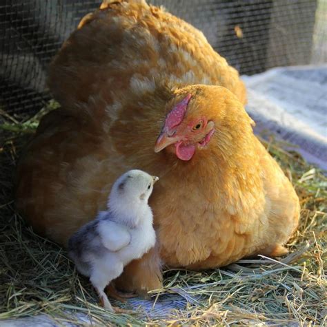 This Is So Totally Cute Beautiful Chickens Animals Beautiful Chickens