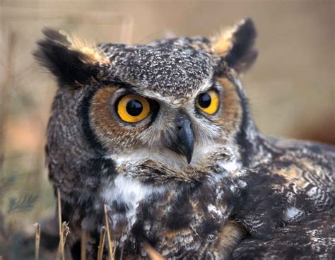 Owl Habitat Facts