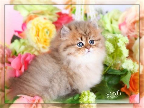 First and foremost, we have been breeding persian and himalayan kittens for 32 years now, we have been on the internet for 17 of those years and seen tons of here today gone. Teacup Kittens For Sale - Small in size, huge ...