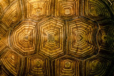 Tortoise Shell Pattern Images Browse 8743 Stock Photos Vectors And