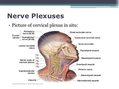 Cervical Nerves Diagram