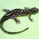 Tiger Salamander Care Guide By Reptilesncritters Com