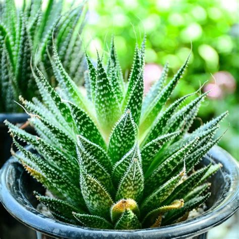 20 Different Types Of Aloe Plants Garden Lovers Club