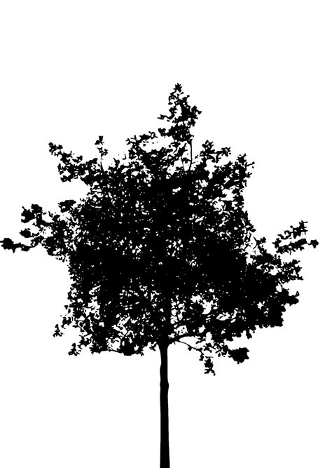 Free Tree Silhouette Download Free Tree Silhouette Png Images Free
