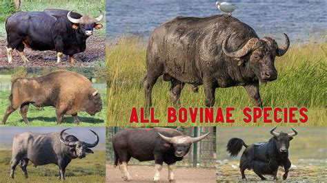 All Bovine Speciescomplete List Of Bovinebovinebovinaebovidae Youtube