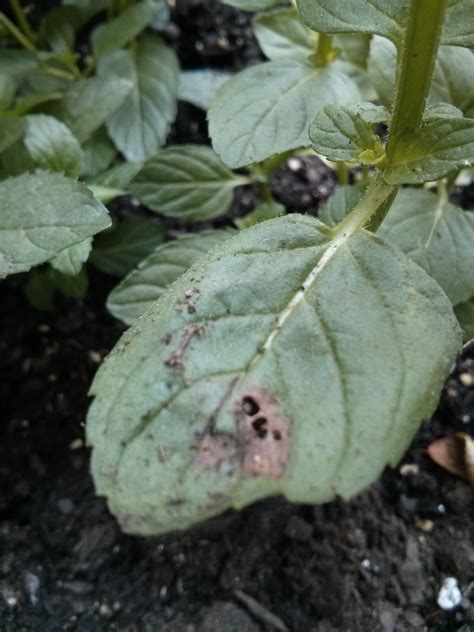Even though a few brown spots are probably safe, it will be bitter and, well, slimy. Mint | Brown spots and holes on leaves on my mint and ...