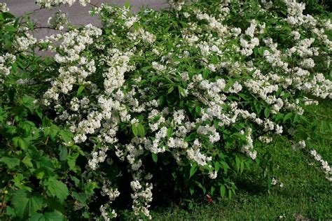 Small, tubular white flowers tinged with pink bloom during summer and fall. 5 Flowering Shrubs That You Need in Your Garden | Garden ...