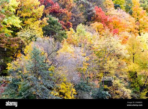 A Collection Of Trees In Various States Of Autumn Color Changes In