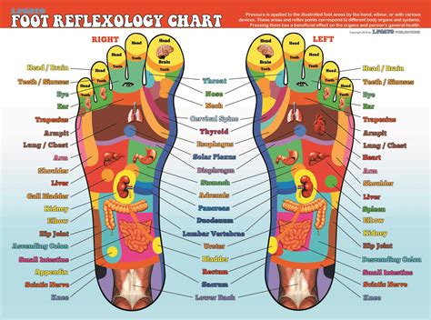 Foot Reflexology Chart Poster Laminated Ubicaciondepersonascdmxgobmx