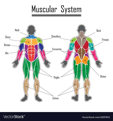 Then, dropping her robe, she eases her body down, penetrating the water until she is. Muscular System Diagram Front And Back - Aflam-Neeeak