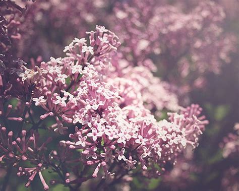 Lilacs Photography Spring Nature Photograph Flower Etsy Nature