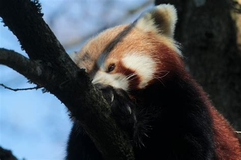 Kleiner Panda Ailurus Fulgens Fulgens Auch Roter Panda Flickr