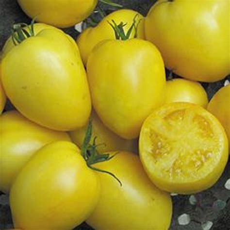 Powers Heirloom Tomato 20 Seeds Yellow Paste Hirts Gardens