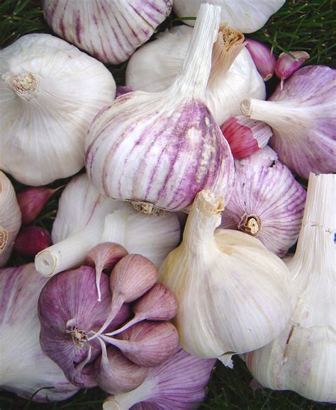 The Scientific Truth About Garlic Varieties