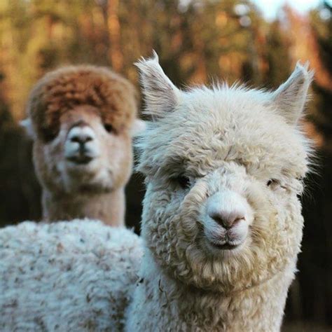 Pin By Gloria Crane On Llamas Cute Animals Animals Llama Alpaca