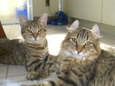 Fluffy kittens for adoption near columbus, ohio. Our Desert Lynx and Highland Lynx Cats ...