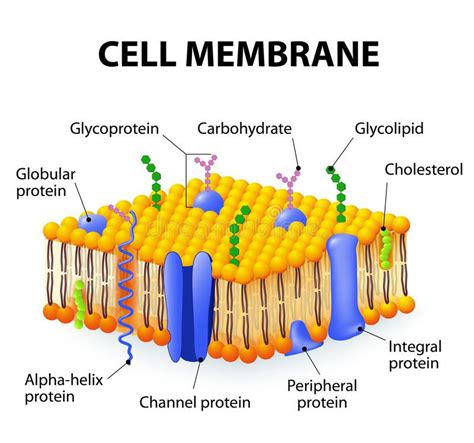 Cell Membrane A Detailed Diagram Models Of Membrane Structure Ad