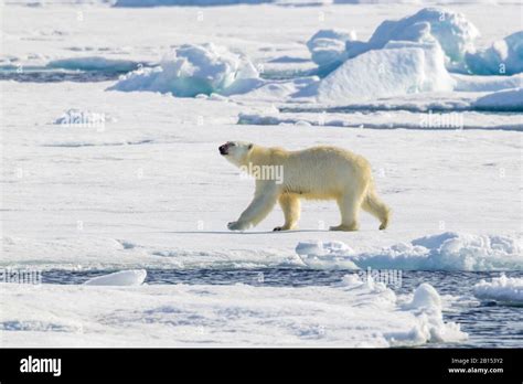 Polar Bear Ursus Maritimus Female Polar Bear Walking On An Ice Floe