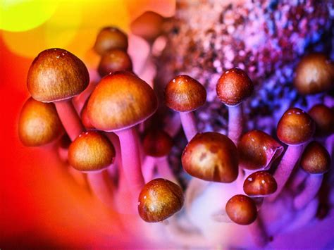 The truth about magic mushrooms and depression | The Independent