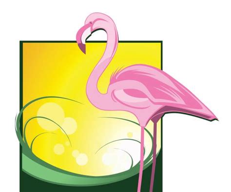 Best Background Of Animated Flamingo Illustrations