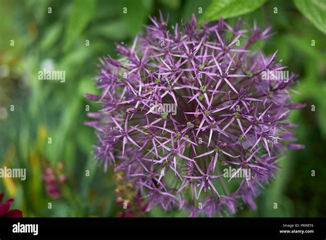 Allium Giganteum Purple Flower Stock Photo Alamy