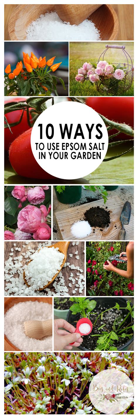 10 Ways To Use Epsom Salt In Your Garden ~ Bees And Roses