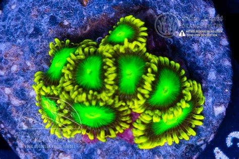 Zoanthus Radioactive In Coral Id Das Korallenlexikon Von Whitecorals