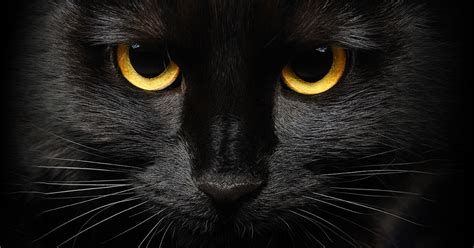 The company's logo is a yellow oval with a black cat carrying her kitten in her mouth, symbolizing the company's promise that they take care of items entrusted to them as though the items were their own family. Why Do Black Cats Have a Dark Reputation? | Diamond Pet Foods