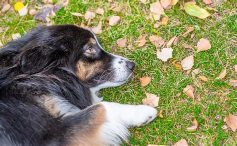 Spleen Cancer In Dogs Causes Symptoms Treatment And More Petsynse