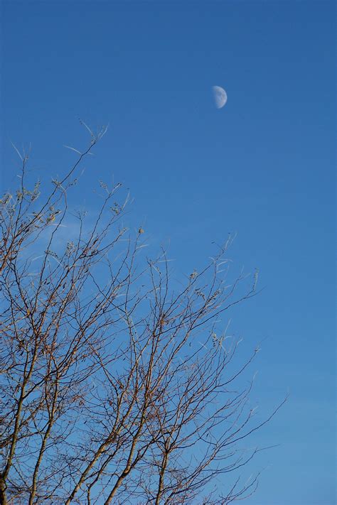 Free Images Tree Branch Cloud Sky Sunlight Daytime Clear Blue