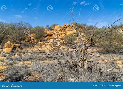 O Australiano Esconde Alguns Arbustos E Gramíneas Secos No Deserto Foto