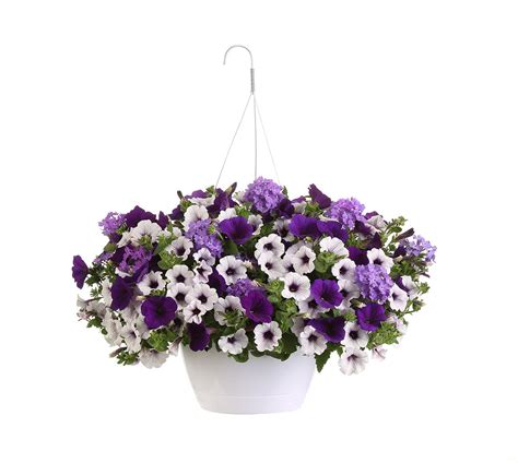Get Proven Winners Lilac Festival Combination Hanging Basket In Mi At