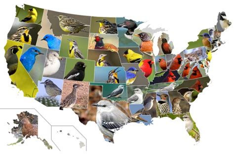 The United States Of Birds Outside My Window