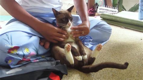 Cats Enjoying Massage 2017 Youtube