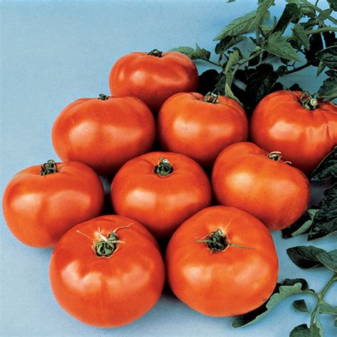 Jet Star Hybrid Tomato Medium Large Tomato Seeds Totally