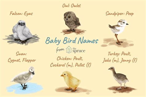 Names For Baby Birds By Age And Species Unianimal