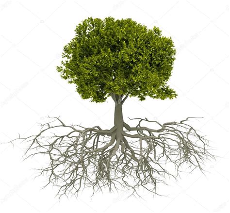 Tree With Root — Stock Photo © Orlaimagen 51362759