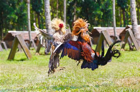 Police Officer Killed By Roosters Blade In Cockfight Raid In Philippines