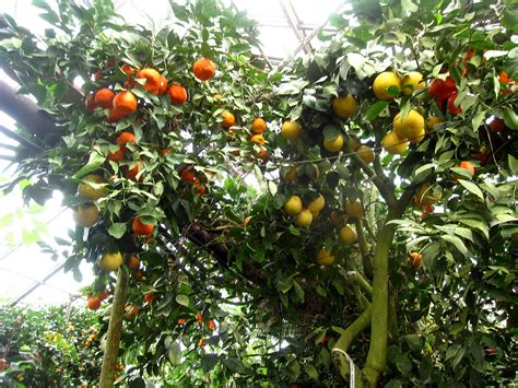 Pollination is vital to the successful production of fruit trees. Twinkling Along: February 2011