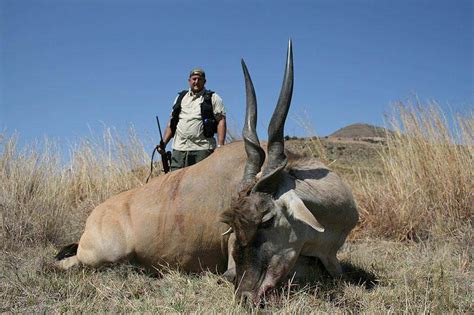 Trophy Hunting The Eland In South Africa Ash Adventures