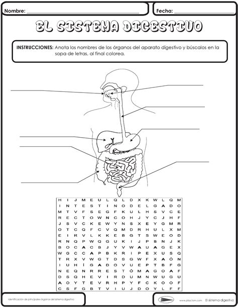 Dibujo Del Aparato Digestivo Para Niños Sistema digestivo para niños