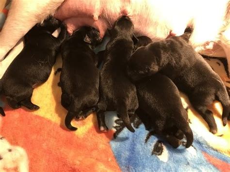 We breed one or two liters a year with proven and titled akc and ukc registered hunting dogs. Litter of 5 Labrador Retriever puppies for sale in ...