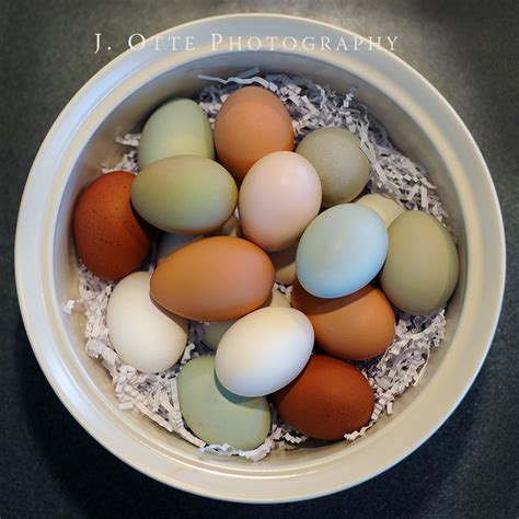 Remix Of What Chickens Lay What Egg Colors Answer