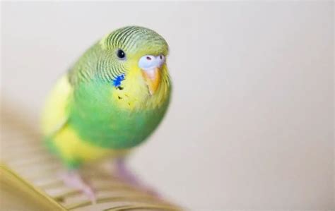 Budgie Swollen Bottom Why And What To Do Explained Wings And Beaks