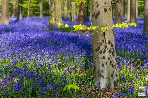 Синий лес халлербос в бельгии. Hallerbos - Forest in Belgium - Thousand Wonders